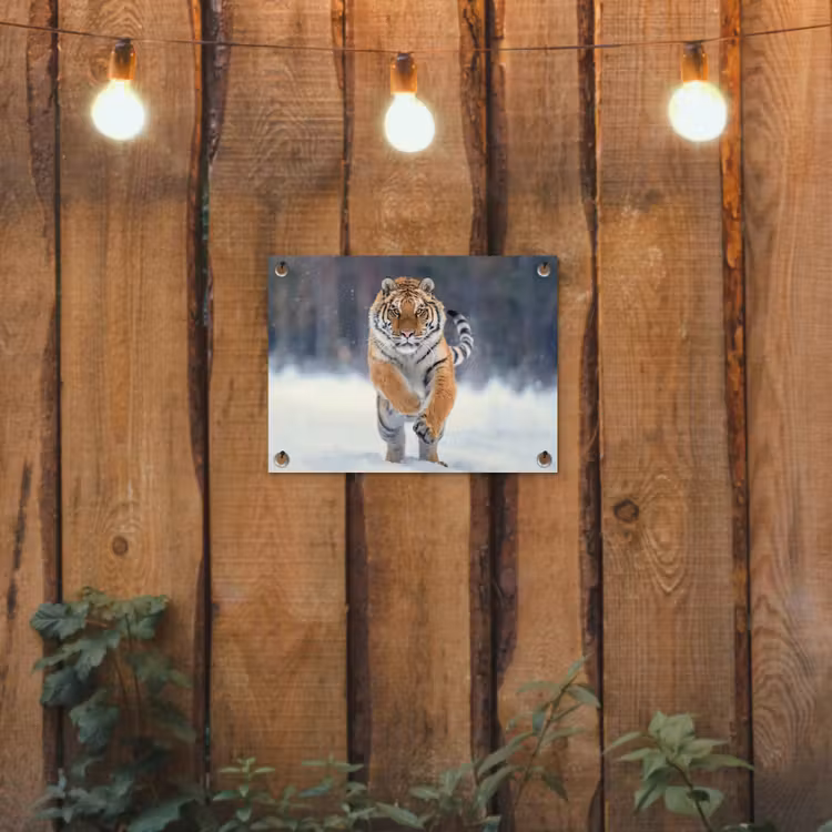 Tijger rennend door de sneeuw tuinposter los doek klein -sfeer1