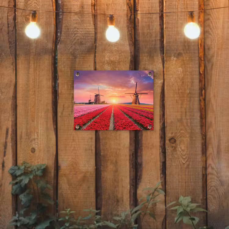 Tulpenvelden met windmolens bij zonsondergang tuinposter los doek klein -sfeer1