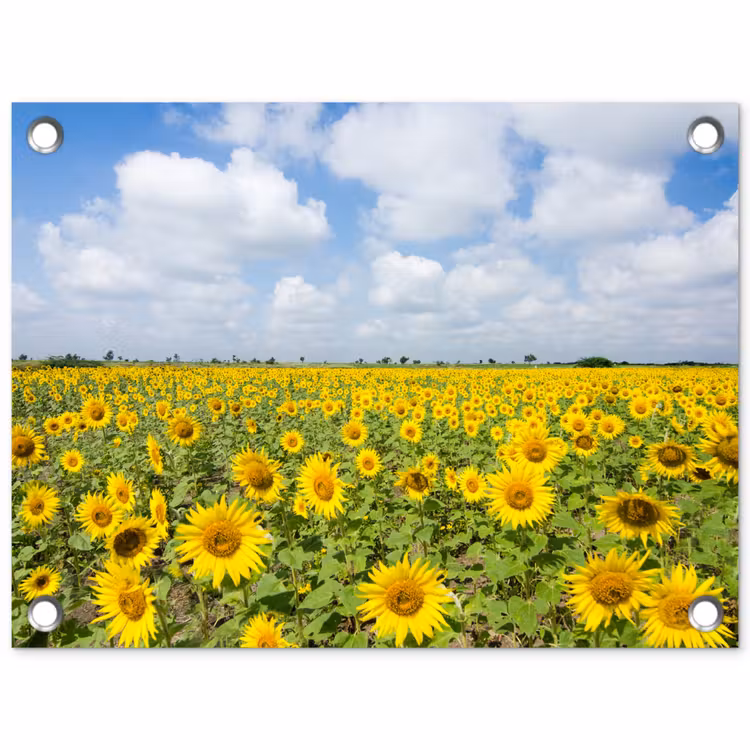 Zonnebloemen - Bloemen - Wolken - Natuur - Geel - Landschap tuinposter los doek klein -3d