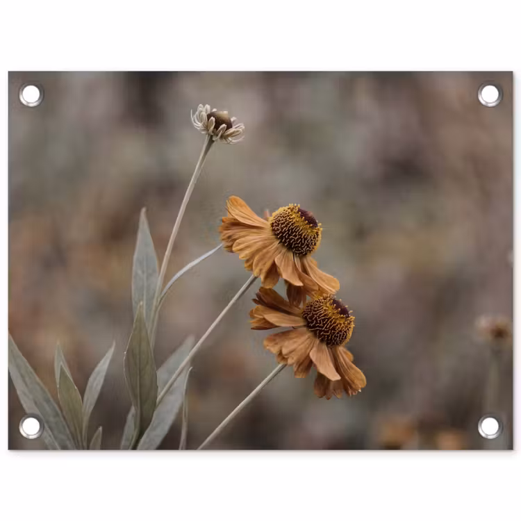 Zonnehoed - Droogbloemen - Geel - Warm tuinposter los doek klein -3d