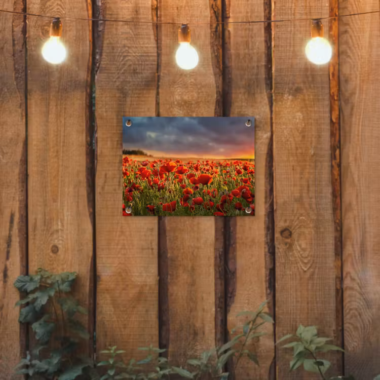 Zonsondergang - Klaprozen - Rood - Bloemen - Veld - Natuur tuinposter los doek klein -sfeer1