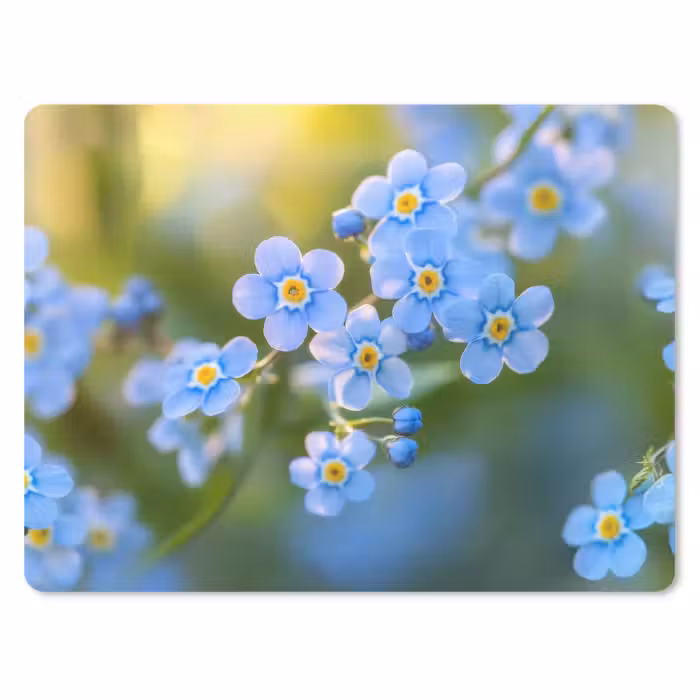 Muismat - Bloemetjes - Blauw - Vergeet mij nietjes