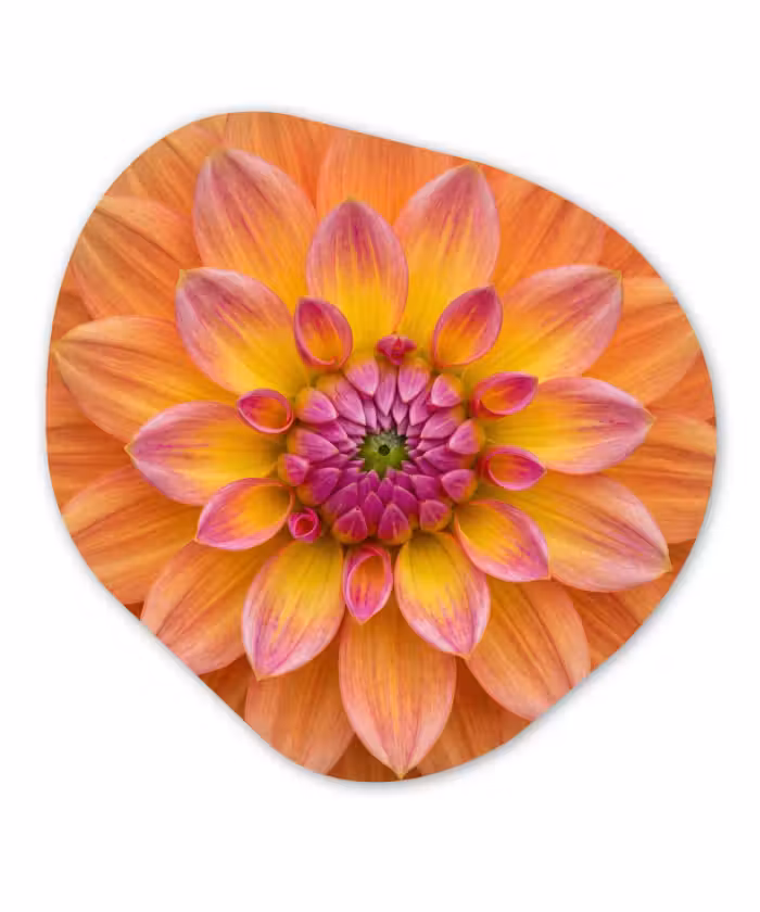 Organisch schilderij aluminium - Dahlia - Bloem - Oranje