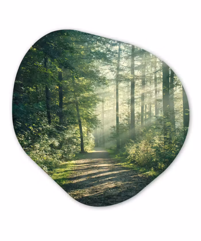 Organisch schilderij forex - Bos - Pad - Zon - Bomen - Groen - Natuur