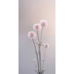 Bloemen - Bollen - Roze Behang Vlies klein -3d_website
