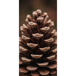 Dennenappel - Bos - Herfst - Bruin - Sfeervol Behang Vlies klein -3d_website