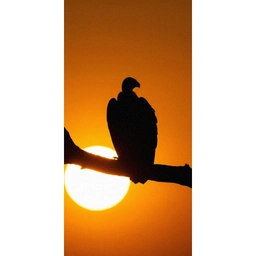 Gier - Tak - Zon - Oranje Behang Vlies klein -3d_website