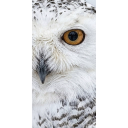 Sneeuwuil - Oog - Wildlife - Wit Behang Vlies klein -3d_website