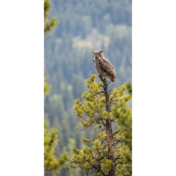 Uil - Oehoe - Bomen - Natuur Behang Vlies klein -3d_website