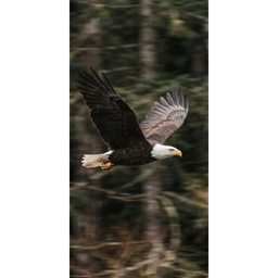Zeearend - Vliegen - Bos - Natuur Behang Vlies klein -3d_website