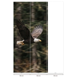 Zeearend - Vliegen - Bos - Natuur Behang Vlies klein -USP_banen