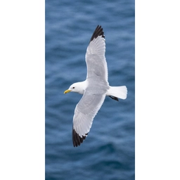 Zeemeeuw - Oceaan - Blauw Behang Vlies klein -3d_website