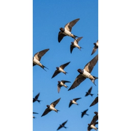 Zwaluwen - Vliegen - Blauw Behang Vlies klein -3d_website