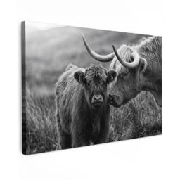 Schotse hooglander - Kalf - Zwart - Wit Tuinposter op houten frame 2 cm dik klein -3d