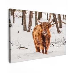 Schotse Hooglander - Sneeuw - Winter - Natuur - Dieren Tuinposter op houten frame 2 cm dik klein -3d