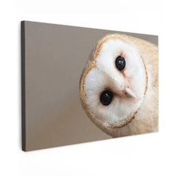 Uil - Bruin - Wit Tuinposter op houten frame 2 cm dik klein -3d