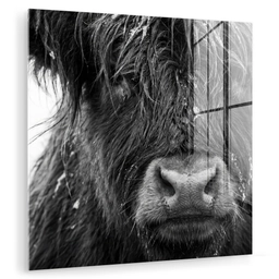 Schotse hooglander - Zwart - Wit - Sneeuwvlokken plexiglas 5mm klein -zzzproduct_nieuw