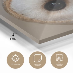 Uil - Bruin - Wit plexiglas 5mm klein -sfeer2