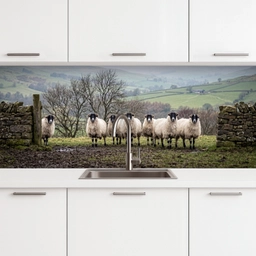 Schapen - Rij - Weide - Dieren - Platteland keuken achterwand 2 middel -3d