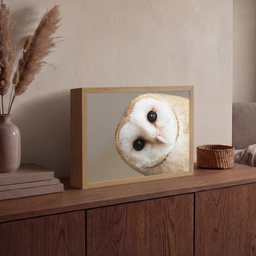Uil - Bruin - Wit Light Box met batterij (Wandlamp) middel -sfeer2
