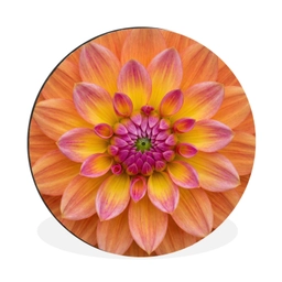 Dahlia - Bloem - Oranje Wandcirkel aluminium klein -3d