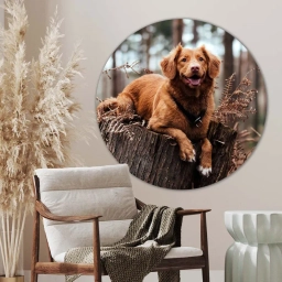 muurcirkel hond