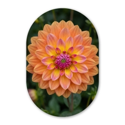 Dahlia - Bloem - Oranje Wandcirkel Ovaal Forex klein -3d