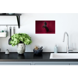 Hengst - Steigert - Rood Muursticker klein -keuken