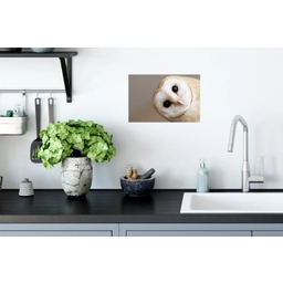 Uil - Bruin - Wit Muursticker klein -keuken