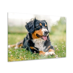 a-spatscherm-product-331c.png