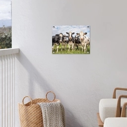 Nieuwsgierige koeien in de wei tuinposter los doek klein -sfeer8