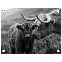 Schotse hooglander - Kalf - Zwart - Wit tuinposter los doek klein -3d