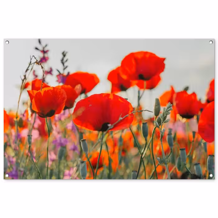Tuinposter - Bloeipracht van Klaprozen