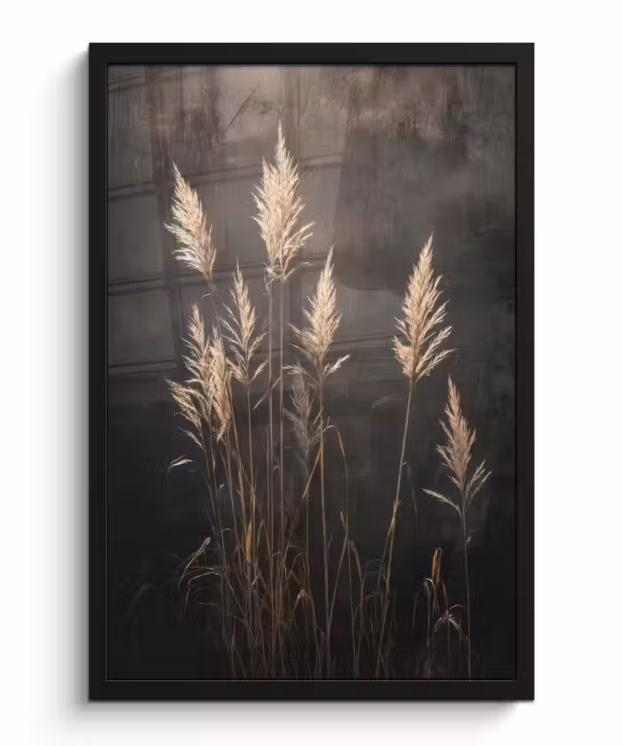 Poster met lijst - Siergras - Pluimen - Verlichting - Zwart