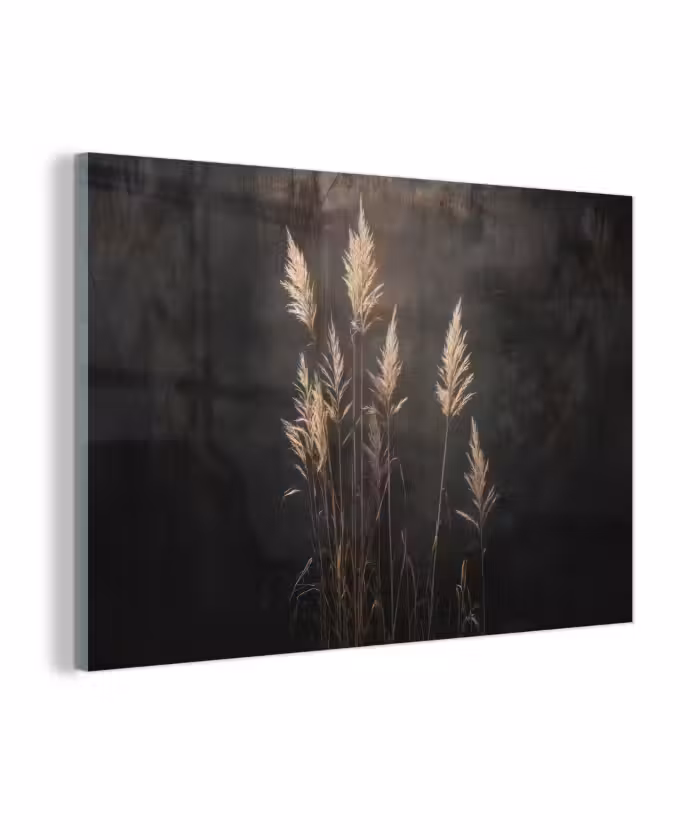 Glas schilderij - Siergras - Pluimen - Verlichting - Zwart