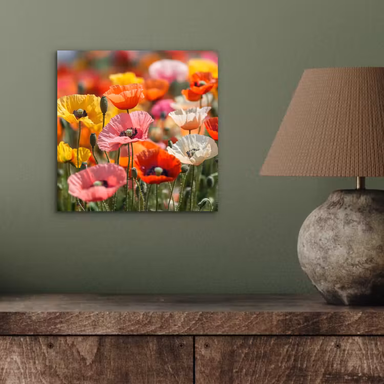 Aluminium schilderij - Bloemenveld - Klaprozen - Kleurrijk — 3