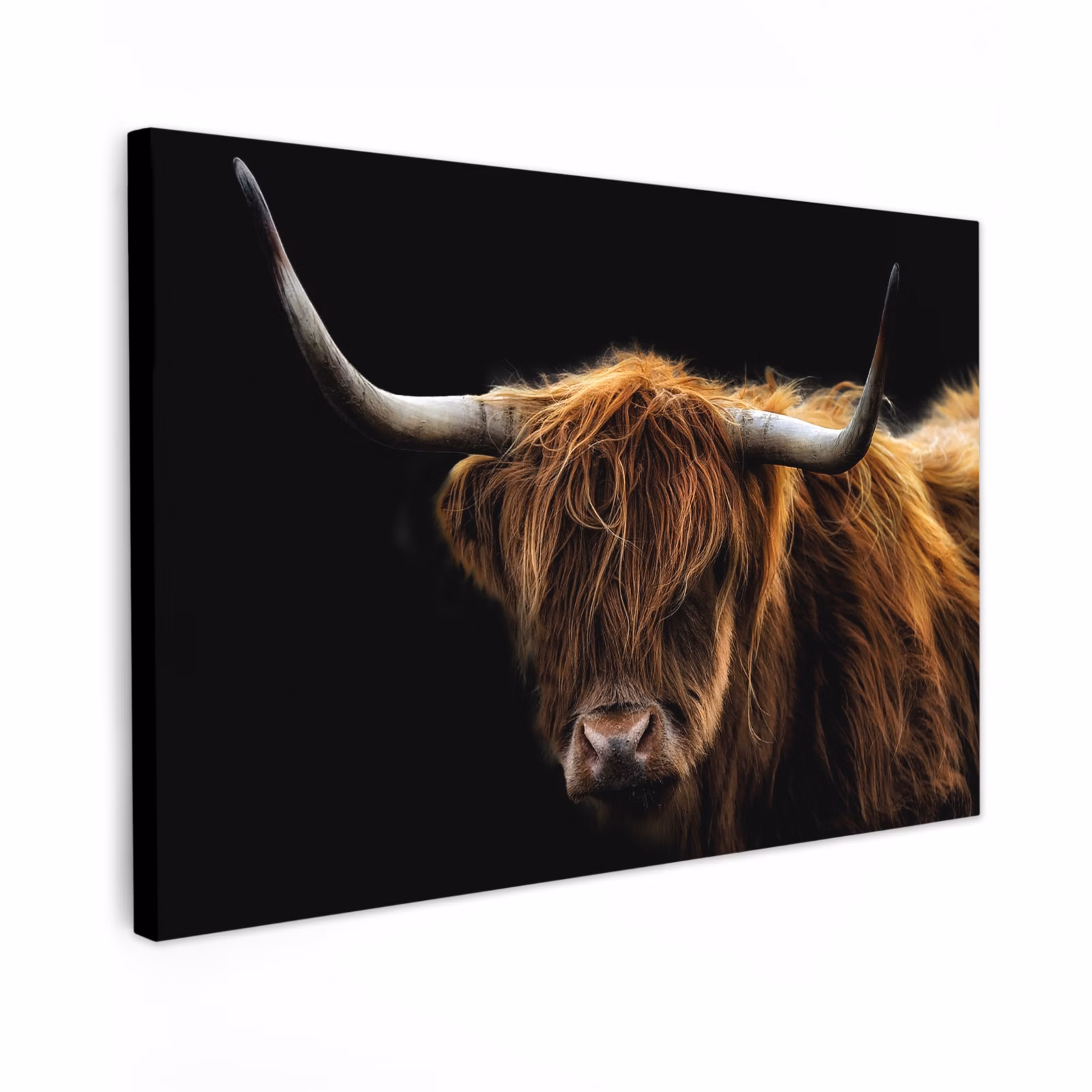 Buiten canvas - Hooglander tegen Zwarte Achtergrond — 1