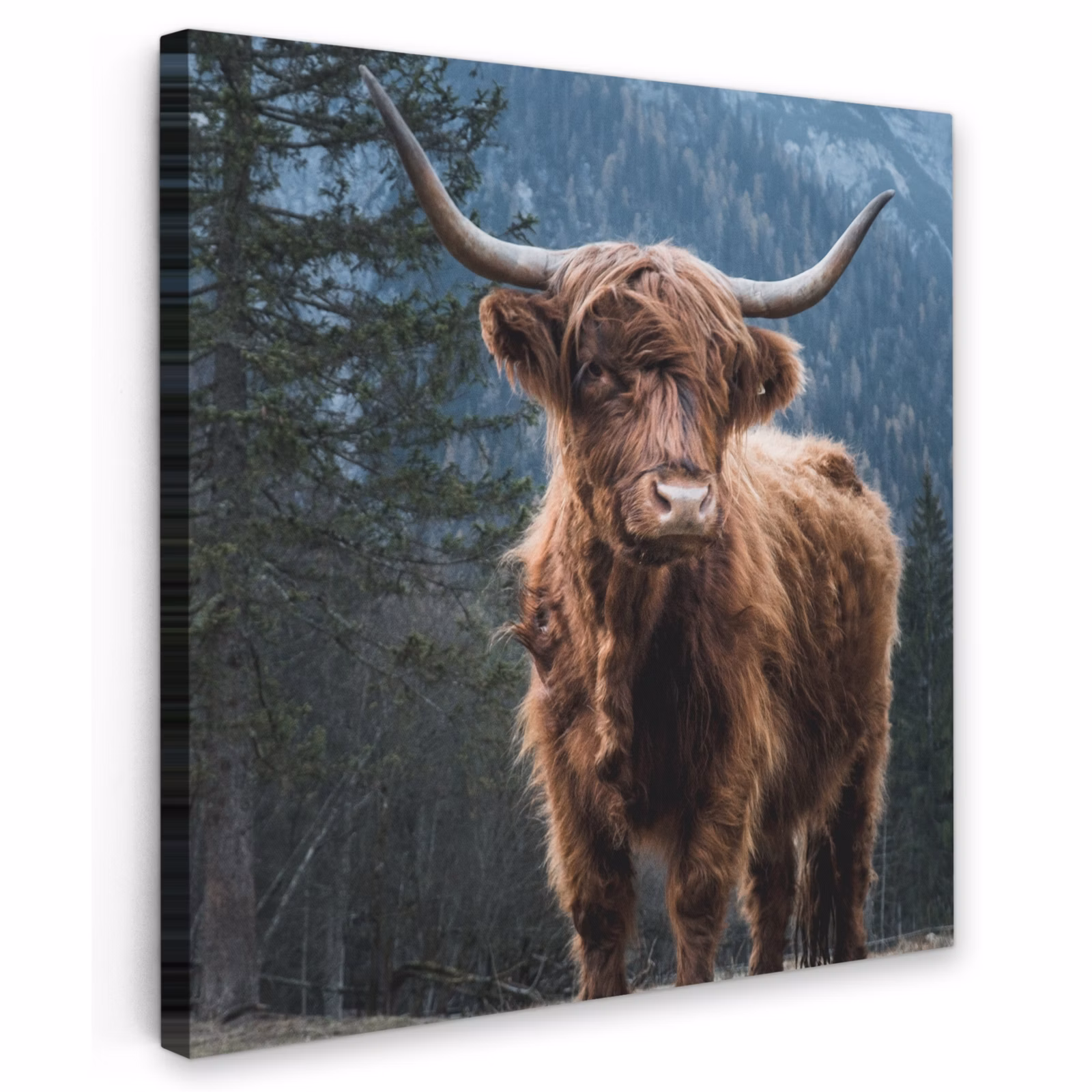 Buiten canvas - Hooglander voor Bergen — 1