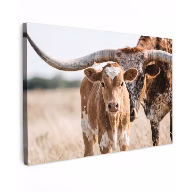 Canvas schilderij - Texas Longhorn - Kalf - Weide - Dieren — 1