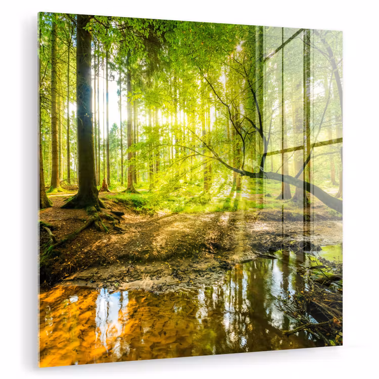 Glas schilderij - Bos - Landschap - Water - Bomen - Zon - Groen - Natuur — 1