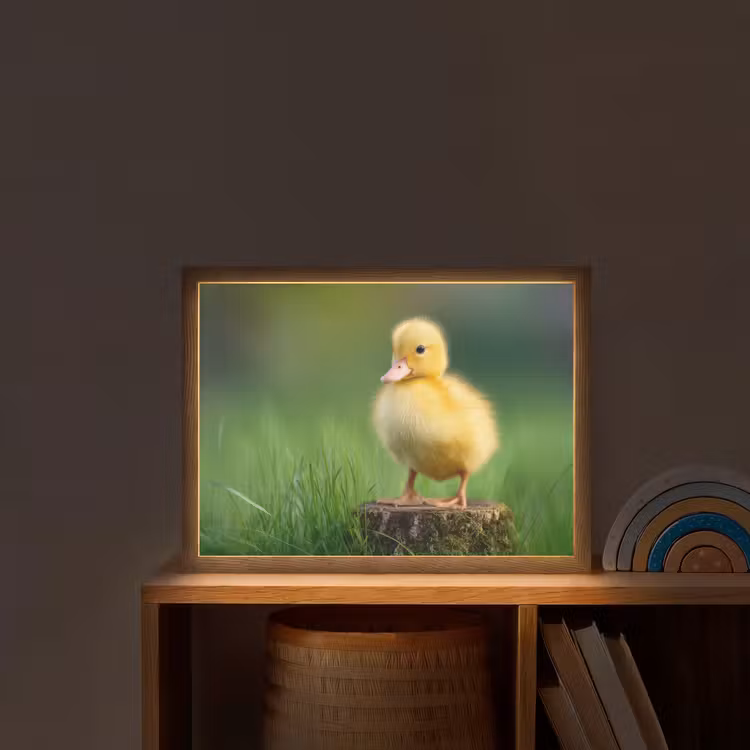 Lightbox - Wandlamp kinderkamer - Kuiken - Eend - Geel - Gras — 2