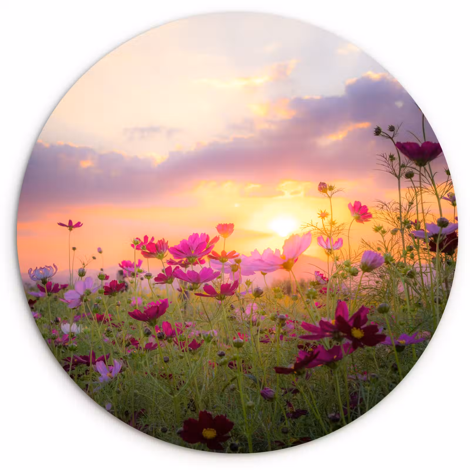 Muurcirkel - Bloemen - Roze - Zonsondergang - Natuur - Weide - Horizon — 1