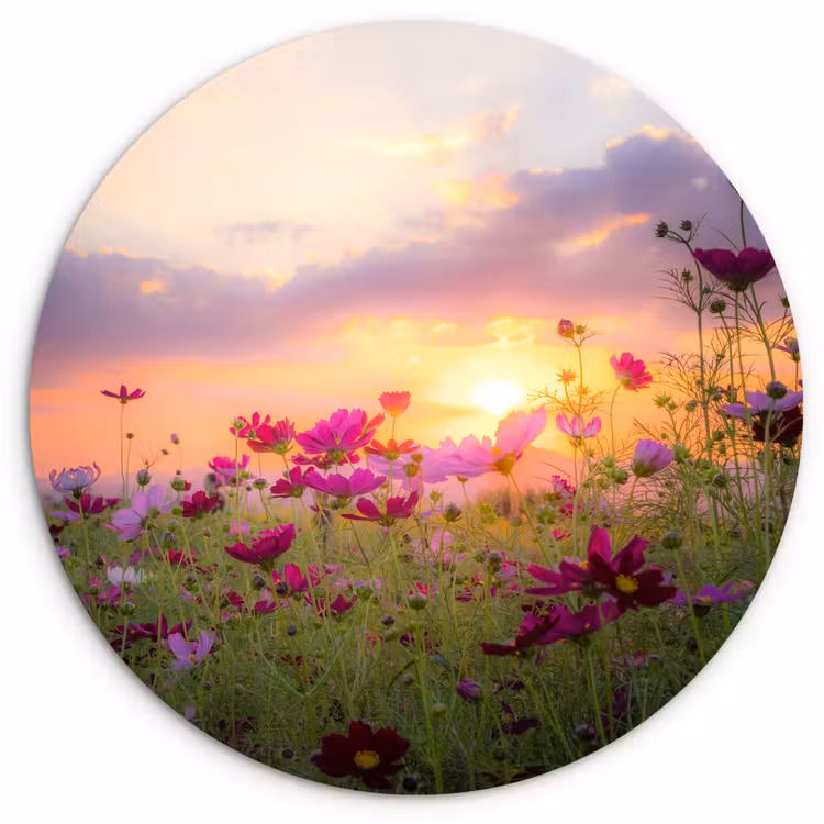 Muurcirkel - Bloemen - Roze - Zonsondergang - Natuur - Weide - Horizon — 1