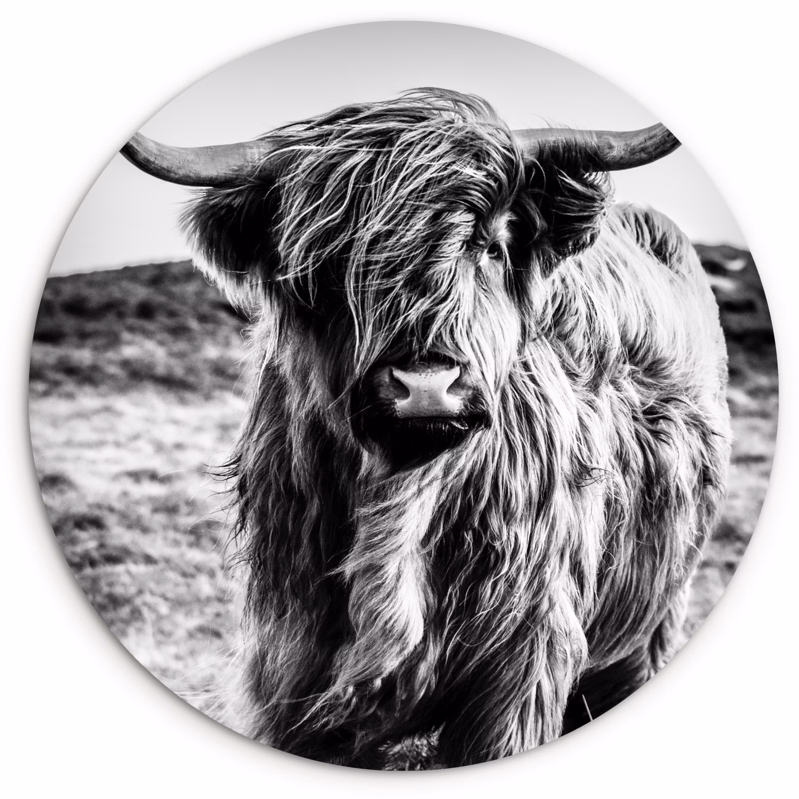 Muurcirkel - Schotse hooglander - Natuur - Koe - Zwart - Wit — 1