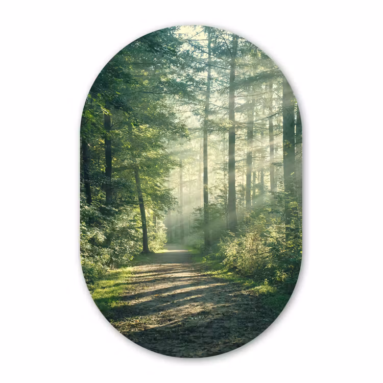 Muurovaal - Bos - Pad - Zon - Bomen - Groen - Natuur — 1