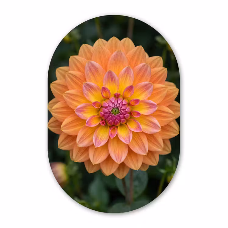Muurovaal - Dahlia - Bloem - Oranje — 3