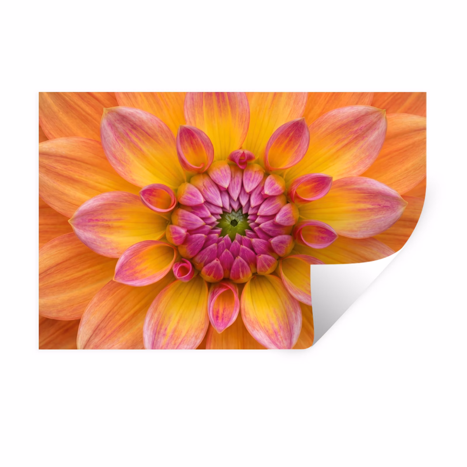 Muursticker - Dahlia - Bloem - Oranje — 1