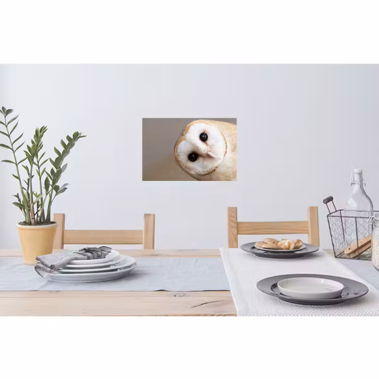 Muursticker - Uil - Bruin - Wit — 3