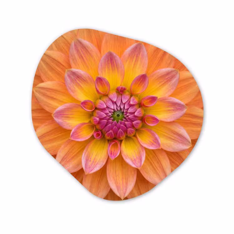 Organisch schilderij aluminium - Dahlia - Bloem - Oranje — 1