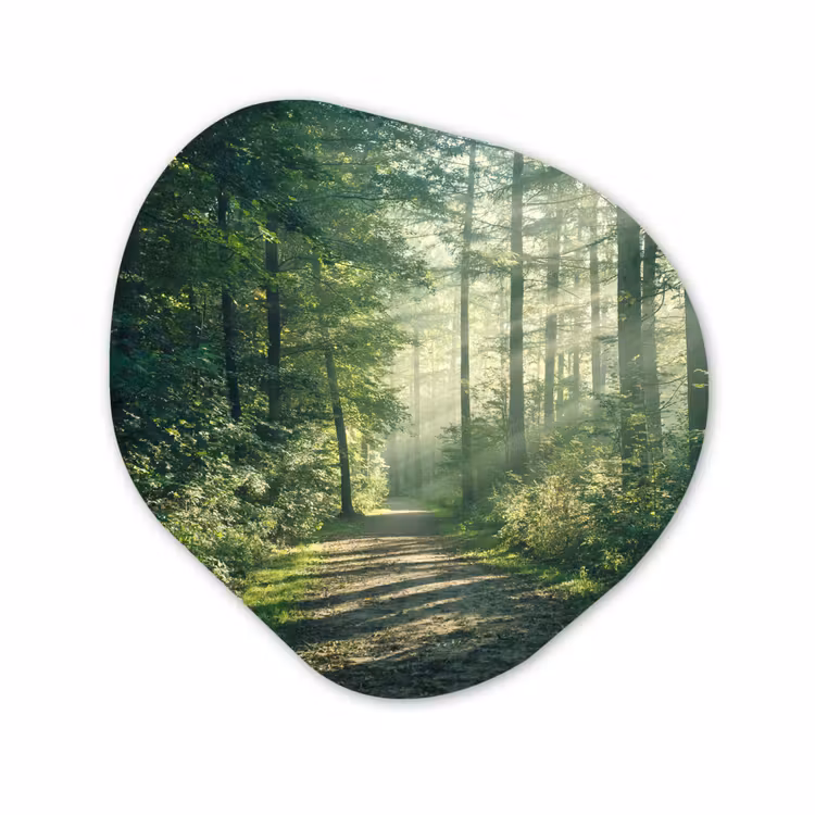 Organisch schilderij forex - Bos - Pad - Zon - Bomen - Groen - Natuur — 1
